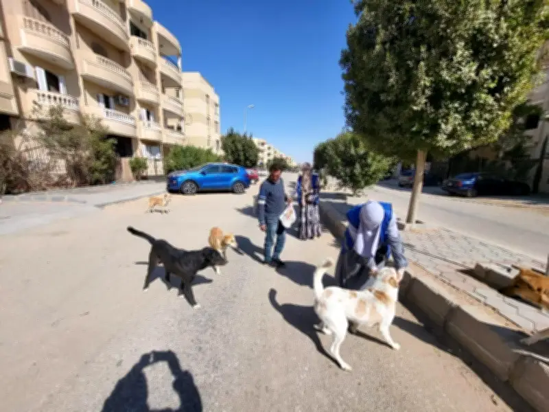 تحصين 12665 كلب حر وتعقيم 1593 منذ يناير ضمن حملة مكافحة السعار