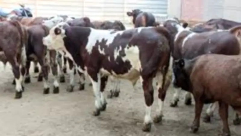 الغربية تحصّن 221 ألف رأس ماشية ضد الحمى القلاعية في حملة استثنائية لحماية الثروة الحيوانية