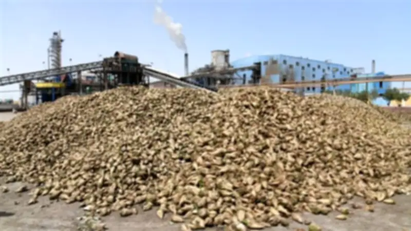 مصانع سكر أبو قرقاص تعلن بدء موسم توريد بنجر السكر في 26 فبراير 2026