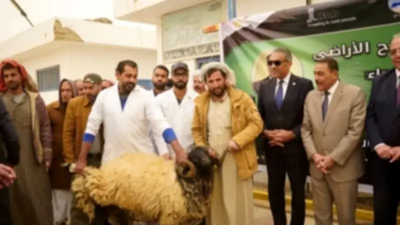 وزارة الزراعة تدعم مطروح بـ280 كبشًا و50 ألف شتلة زيتون لتعزيز الأمن الغذائي