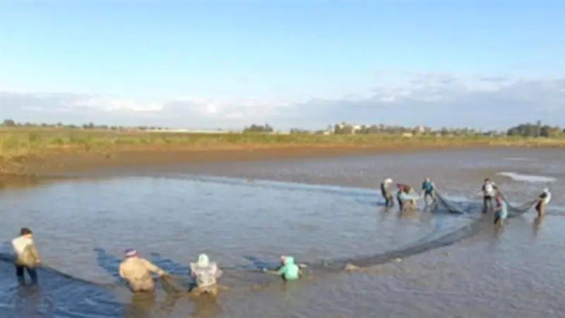 طفرة إنتاجية غير مسبوقة في مزرعة الزاوية بكفر الشيخ: حصاد 30 طن أسماك من 7 أفدنة