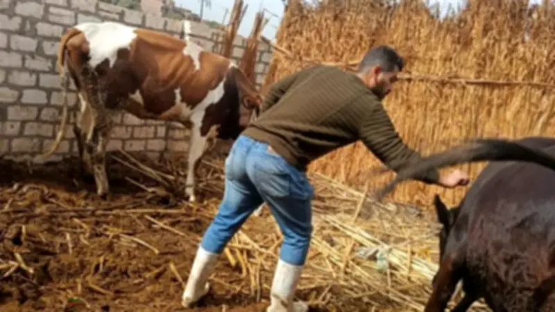 محافظ أسيوط: تحصين 40 ألف رأس ماشية ومرور على 2,876 منزلاً في الحملة القومية