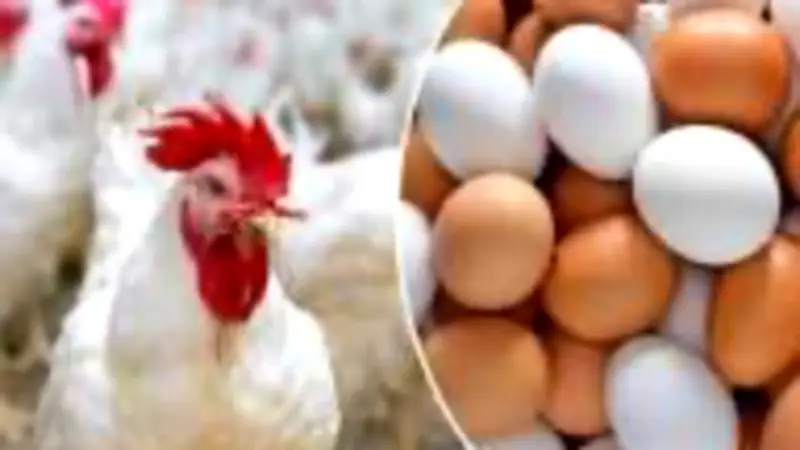 ارتفاع أسعار الدواجن 5 جنيهات.. البيضاء تصل لـ106 جنيه في الأسواق