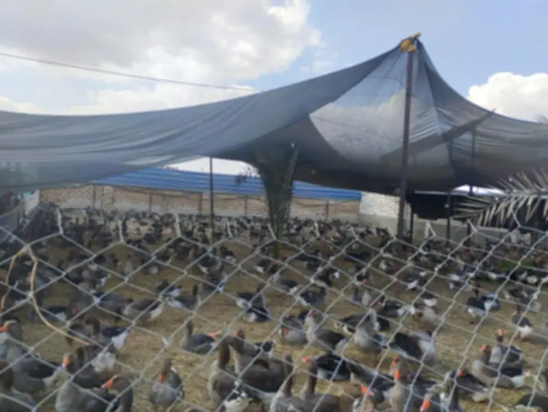 وزارة الزراعة تعلن عن إنتاج مليار و600 مليون طائر داجن و16 مليار بيضة سنوياً