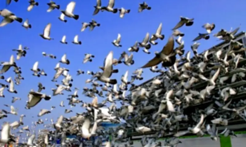 677 متسابقًا يتنافسون في السباق الرابع للحمام الزاجل في مصر