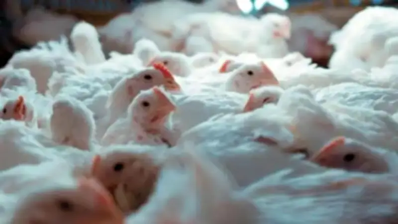 توقعات بانخفاض أسعر الفراخ البيضاء إلى 85 جنيهاً في رمضان 2026