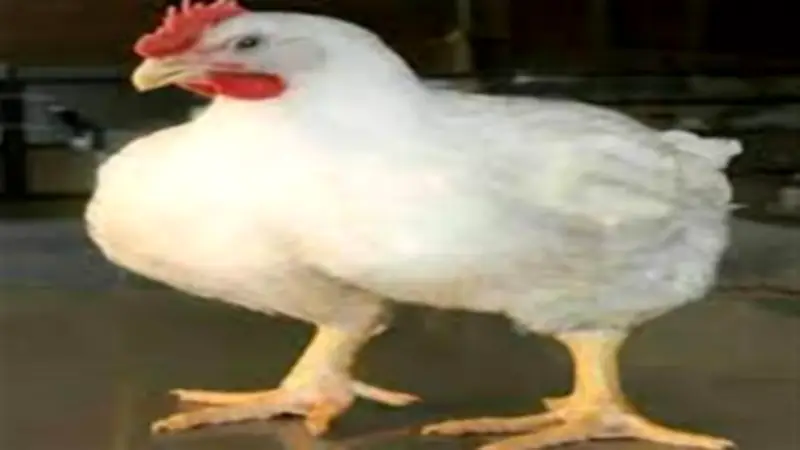 تحديث جديد لأسعار الفراخ البيضاء قبل رمضان.. بورصة الدواجن تسجل 86 جنيهاً للكيلو