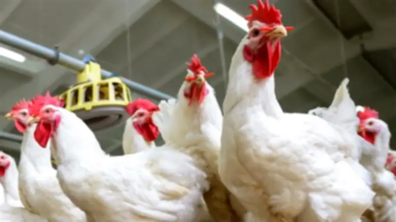 ارتفاع أسعار الدواجن إلى 93 جنيهاً يثير أزمة.. وتعديل وزاري يرفع البورصة 6 مليارات