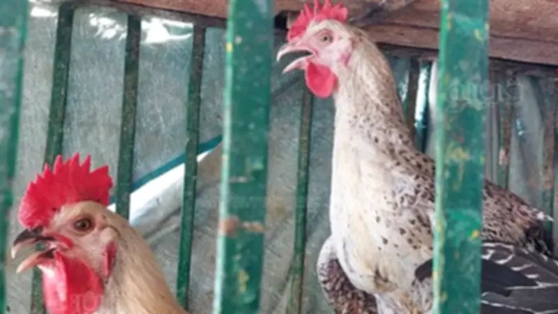 غرفة القاهرة: ارتفاع سعر الدواجن إلى 93 جنيهاً خلل جسيم يستدعي تدخل الحكومة