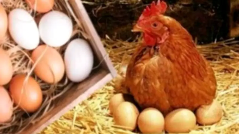 تحرك برلماني عاجل للتحقيق في الارتفاع غير المبرر لأسعار الدواجن