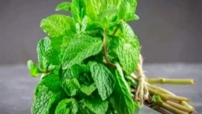 النعناع ليس للمعدة فقط.. اكتشف دوره الفعال في علاج الربو ونزلات البرد