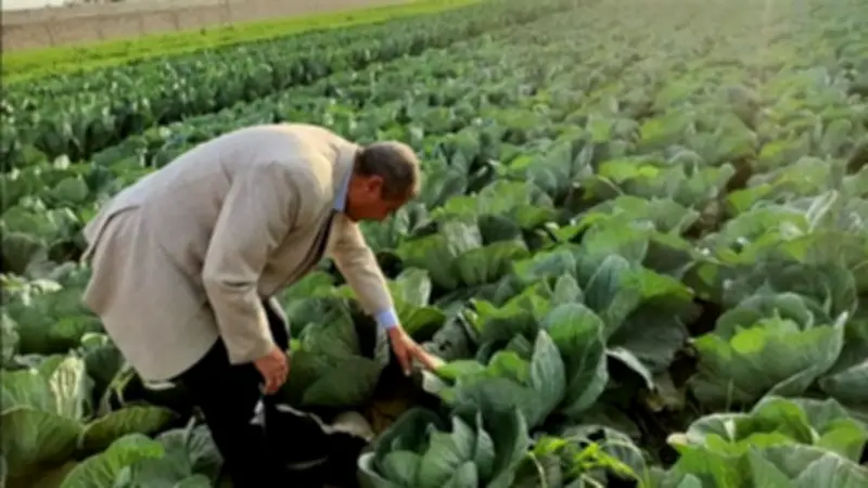 محافظ أسيوط يوجه بتكثيف المتابعة الميدانية للزراعات الشتوية لضمان جودة المحاصيل