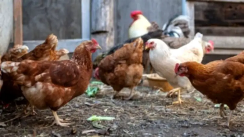 أسعار الدواجن اليوم: انخفاض طفيف في الفراخ البيضاء وارتفاع في البلدي