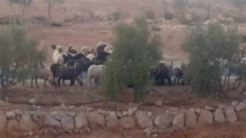 أستاذ علاقات دولية: مصر تسعى لضمان حقوق الفلسطينيين عبر الدبلوماسية والضغط الدولي