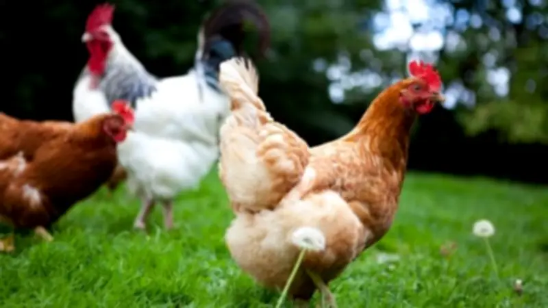 انخفاض أسعار الدواجن اليوم: البلدي والبيضاء يشهدان تراجعًا ملحوظًا في الأسواق