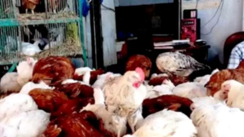 استقرار أسعار الدواجن في أسوان اليوم مع تفاصيل كاملة للأنواع والعروض