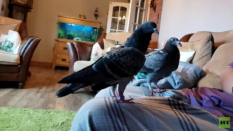 حبوب ذرة مانعة للحمل: تجربة غير مسبوقة في كراكوف تثير الجدل الطبي