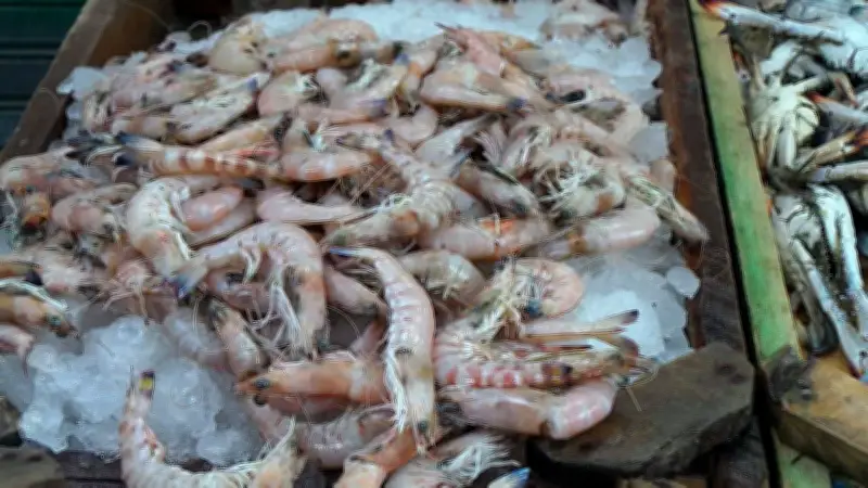 أسعار السمك والجمبري اليوم: ارتفاع ملحوظ في البوري والبلطي والجامبو
