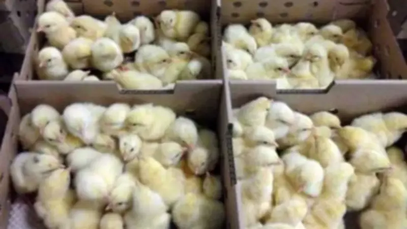 تباين أسعار الكتاكيت واستقرار البط في بورصة الدواجن اليوم الأحد