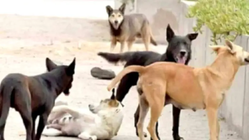 النيابة العامة في الجيزة تأمر بتفريغ كاميرات المراقبة في واقعة وضع كلاب بأكياس بلاستيكية