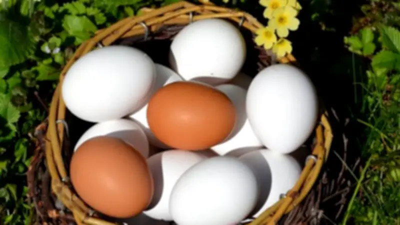 استقرار أسعار البيض في بورصة الدواجن ومحال الجملة خلال رمضان