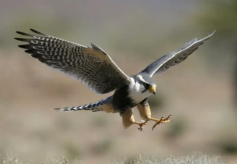 أمريكا تسجن شاباً أجبر صقراً على شرب الكحول في حادثة صادمة