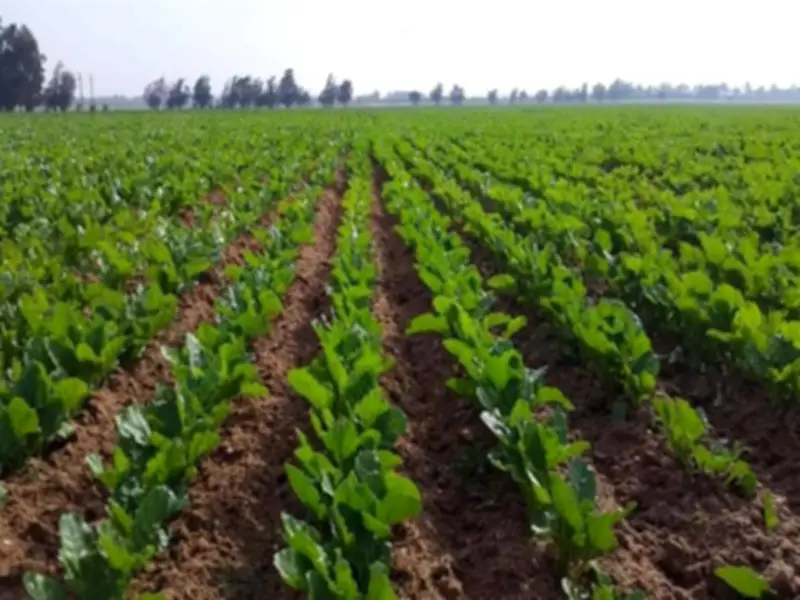 حازم المنوفي: جهاز مستقبل مصر صمام أمان للأسواق وداعم للأمن الغذائي