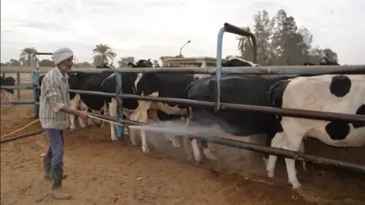 محافظ أسيوط يعلن طرح اللحوم البلدية الطازجة بسعر 290 جنيهاً للكيلو في رمضان