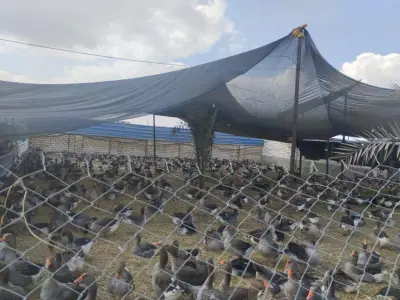 وزارة الزراعة تعلن عن إنتاج مليار و600 مليون طائر داجن و16 مليار بيضة سنوياً