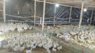 وزارة الزراعة تواجه شائعات نفوق الدواجن بفحص 654 مزرعة و8 آلاف عينة