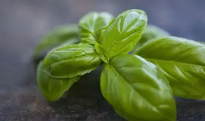 قدرات فائقة للريحان في محاربة الجراثيم والالتهابات: اكتشف 9 فوائد صحية مذهلة