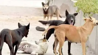 مديرية الطب البيطري بقنا تحقق إنجازًا بتحصين وتعقيم 96 كلبًا ضالًا ضمن حملات مكثفة