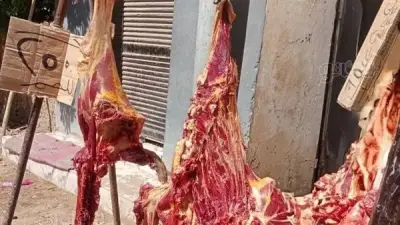ضبط 97 كيلو لحوم بقرة مريضة في الأقصر: جزار يبيعها بـ250 جنيهاً