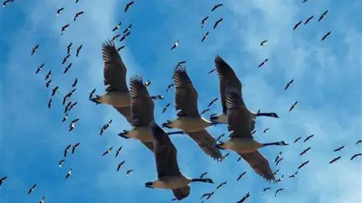 علماء يحذرون من تأثير الضجيج البشري على تكاثر الطيور وسلوكها