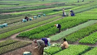 فضيحة أسمدة حكومية غير مطابقة للمواصفات تهدد الأمن الغذائي المصري