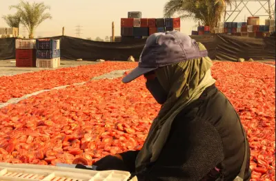 تجفيف الطماطم بالأقصر: رزق وفير ولفحة شمس على وجوه الفتيات