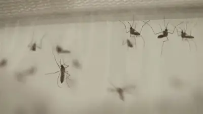 سكان امتداد مصرف بحر البقر بالشرقية يستغيثون من انتشار البعوض والروائح الكريهة