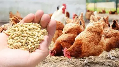 دار الإفتاء المصرية تحرم استخدام علف الدواجن المحتوي على مخلفات الخنزير لأسباب شرعية وصحية