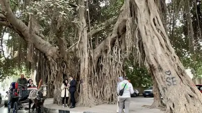 شجرة الزمالك: شاهد على قرن ونصف من التاريخ والحب في قلب القاهرة