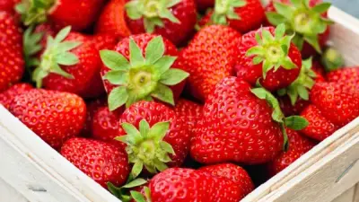 مصر تتصدر العالم في تصدير الفراولة المجمدة والمبردة بثقة عالمية متزايدة