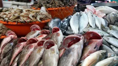 تقلبات أسعار السمك اليوم: تفاوت كبير بين البلطي والأصناف الفاخرة