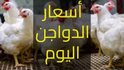 أسعار الدواجن تشهد تراجعاً في أول أيام رمضان مع استقرار نسبي في الأسواق