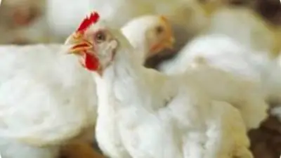 استقرار أسعار الدواجن والبيض في أسواق الوادي الجديد مع وفرة المعروض