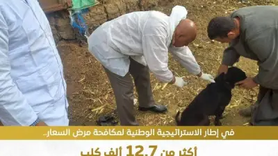 وزارة الزراعة تحصّن وتعقّم آلاف الكلاب ضمن استراتيجية مكافحة السعار والرفق بالحيوان