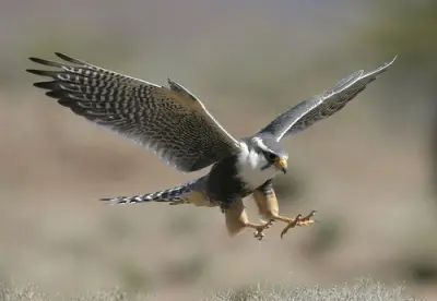 أمريكا تسجن شاباً أجبر صقراً على شرب الكحول في حادثة صادمة