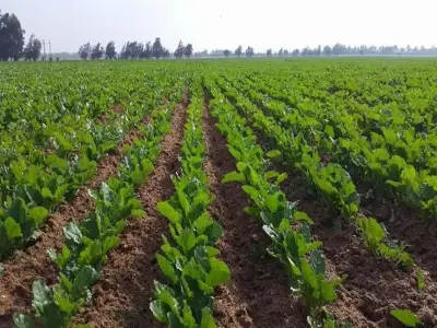 حازم المنوفي: جهاز مستقبل مصر صمام أمان للأسواق وداعم للأمن الغذائي