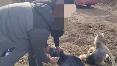 الدقهلية تواصل تحصين الكلاب ضد السعار لحماية المواطنين باستخدام تقنيات حديثة