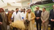 وزارة الزراعة تدعم مطروح بـ280 كبشًا و50 ألف شتلة زيتون لتعزيز الأمن الغذائي