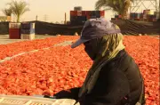 تجفيف الطماطم بالأقصر: رزق وفير ولفحة شمس على وجوه الفتيات
