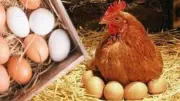 تحرك برلماني عاجل للتحقيق في الارتفاع غير المبرر لأسعار الدواجن